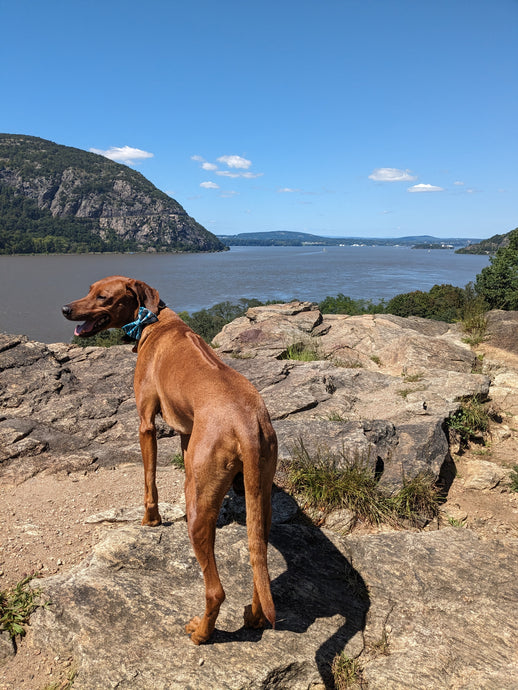 Tips for Hiking with Your Dog
