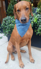 Load image into Gallery viewer, Little Mathematician Bandana - Science Collection