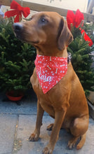 Load image into Gallery viewer, Pawliday Snow Bandana