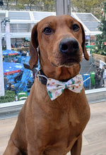 Load image into Gallery viewer, Koa's Ruff Life: Koa in a large Christmas in New York City bow tie.