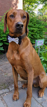 Load image into Gallery viewer, Koa's Ruff Life, Koa in a large formal attire bow tie dressed for any black tie event