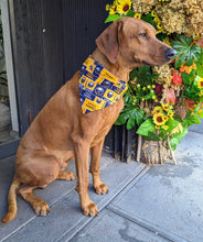 Load image into Gallery viewer, Koa's Ruff Life, Koa in a large Buffalo Sabres bandana.