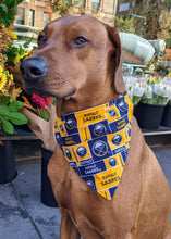 Load image into Gallery viewer, Koa's Ruff Life, Koa in a large Buffalo Sabres bandana.