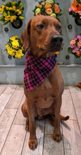 Load image into Gallery viewer, Koa's Ruff Life, Koa in a large pink/black plaid bandana