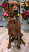 Load image into Gallery viewer, Koa's Ruff Life, Koa in a large daisy field bow tie