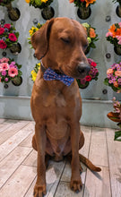 Load image into Gallery viewer, Koa's Ruff Life, Koa in a large blue "it's my gotcha day" bow tie