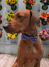 Load image into Gallery viewer, Koa's Ruff Life, Koa in a large "it's my gotcha day" bow tie