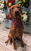 Load image into Gallery viewer, Koa's Ruff Life, Koa in a large red Valentine's plaid bandana