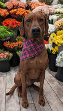 Load image into Gallery viewer, Koa's Ruff Life, Koa in a large pink Valentine's plaid bandana
