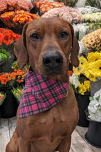 Load image into Gallery viewer, Koa's Ruff Life, Koa in a large pink Valentine's plaid bandana
