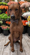 Load image into Gallery viewer, Koa's Ruff Life, Koa in a large tartan plaidbow tie