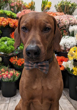 Load image into Gallery viewer, Koa's Ruff Life, Koa in a large tartan plaidbow tie