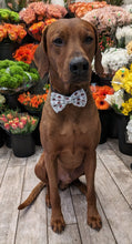 Load image into Gallery viewer, Koa's ruff ife, Koa in a large firehouse bow ite