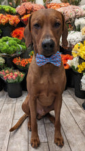 Load image into Gallery viewer, Koa's Ruff Life, Koa in a large blue crabby bow tie