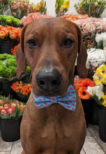 Load image into Gallery viewer, Koa's Ruff Life, Koa in a large blue crabby bow tie