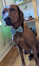 Load image into Gallery viewer, Koa's Ruff Life, Koa in a large blue bookworm bow tie