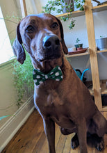 Load image into Gallery viewer, Koa's Ruff Life, Koa in a large green golf bow tie