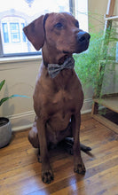 Load image into Gallery viewer, Koa's Rff Life, Koa in a large love science bow tie