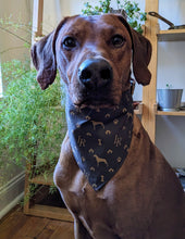 Load image into Gallery viewer, Koa's Ruff Life, Koa in a large luxury brand inspired Louis Ridgeback bandana