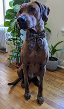 Load image into Gallery viewer, Koa's Ruff Life, Koa in a large luxury brand inspired Louis Ridgeback bandana