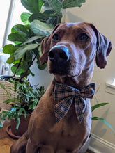 Load image into Gallery viewer, Koa's Ruff Life, Koa in a large luxury brand inspired tartan plaid sailor bow