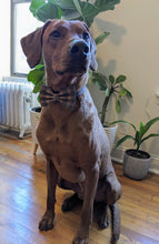 Load image into Gallery viewer, Koa's Ruff Life, Koa in a large luxury brand inspired tartan plaid bow tie