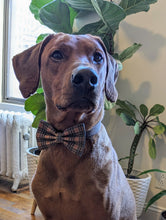 Load image into Gallery viewer, Koa's Ruff Life, Koa in a large luxury brand inspired tartan plaid bow tie