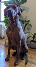 Load image into Gallery viewer, Koa's Ruff Life, Koa in a large baseball heart bow tie