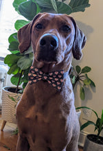 Load image into Gallery viewer, Koa's Ruff Life, Koa in a large baseball heart bow tie