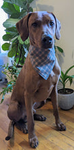 Load image into Gallery viewer, Koa's Ruff Life, Koa in a large luxury brand inspired tartan plaid bandana