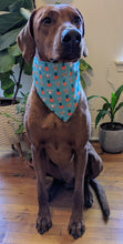 Load image into Gallery viewer, Koa's Ruff Life, Koa in a large bunnies int he garden bandana