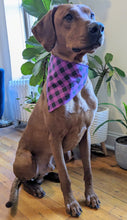 Load image into Gallery viewer, Koa's Ruff Life, Koa in a large purple/black plaid bandana