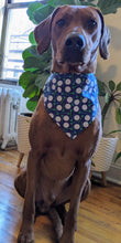 Load image into Gallery viewer, Koa's Ruff Life, Koa in a large blue golf bandana