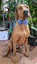 Load image into Gallery viewer, Koa's Ruff Life, Koa in a large swimming with sharks pattern 1 bow tie