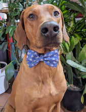 Load image into Gallery viewer, Koa's Ruff Life, Koa in a large swimming with sharks pattern 2 bow tie