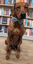 Load image into Gallery viewer, Koa's Ruff Life, Koa in a large blue bookworm bow tie