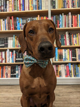 Load image into Gallery viewer, Koa's Ruff Life, Koa in a large blue bookworm bow tie