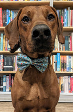 Load image into Gallery viewer, Koa's Ruff Life, Koa in a large blue bookworm bow tie