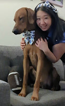 Load image into Gallery viewer, Buffalo Sailor Bow and Bow Headband - Football Collection