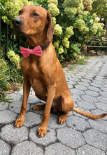 Load image into Gallery viewer, Koa's Ruff Life, Koa in a large checkered red bow tie for dogs personalized with your pup's name