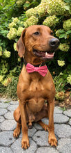 Load image into Gallery viewer, Koa's Ruff Life, Koa in a large checkered red bow tie for dogs personalized with your pup's name
