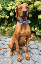 Load image into Gallery viewer, Koa's Ruff Life, Koa in a large checkered blue bow tie personalized with your pup's name. Perfect for fall/autumn and winter