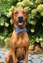 Load image into Gallery viewer, Koa's Ruff Life, Koa in a large checkered blue bow tie personalized with your pup's name. Perfect for fall/autumn and winter