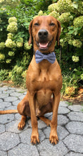 Load image into Gallery viewer, Koa's Ruff Life, Koa in a large checkered blue bow tie personalized with your pup's name. Perfect for fall/autumn and winter