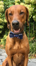 Load image into Gallery viewer, Koa's Ruff Life, Koa in a large New England Patriots bow tie