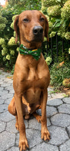 Load image into Gallery viewer, Koa's Ruff Life, Koa in a large Green Bay Packers dog bow ties for dogs