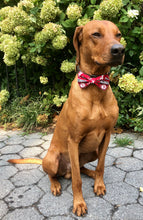 Load image into Gallery viewer, University of Alabama Crimson Tide Bow Tie - College Collection