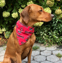 Load image into Gallery viewer, Koa's Ruff Life, Koa in a large Tampa Bay Buccaneers bandana