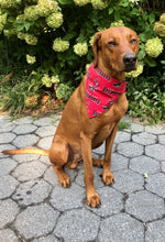 Load image into Gallery viewer, Koa's Ruff Life, Koa in a large red Tampa Bay Buccaneers bandana