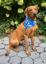 Load image into Gallery viewer, Koa's Ruff Life, Koa in a large LA Dodgers bandana